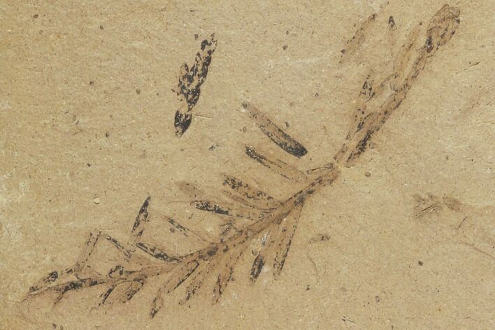 Metasequoia (Dawn Redwood) Fossils - Montana #102311